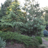 Jalovec v zahradním krajinném designu - nápady na design